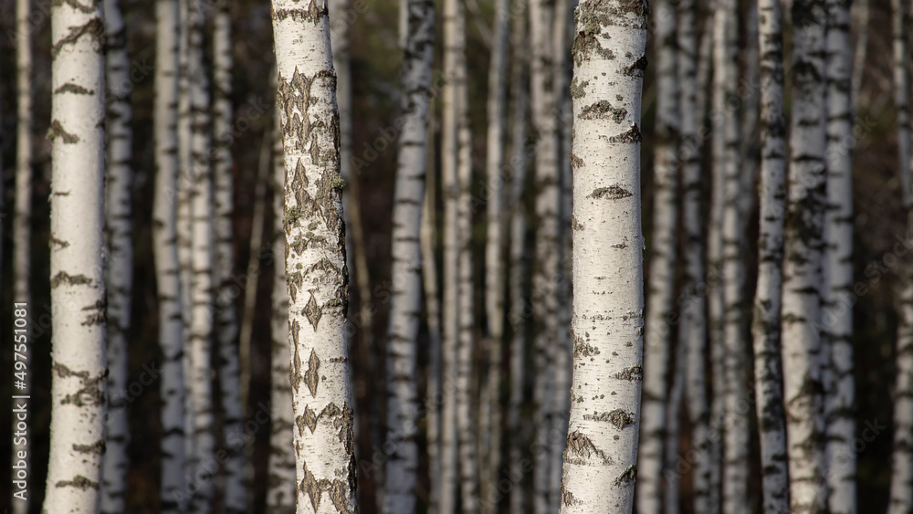 Obraz premium Branches of a silvery birch against a blue sky.