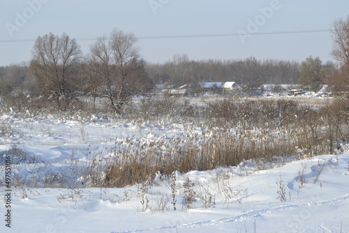 Wallpaper Mural Forest in winter, covered with snow. Torontodigital.ca