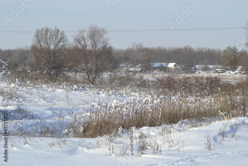Wallpaper Mural Forest in winter, covered with snow. Torontodigital.ca