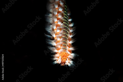 Macro shot of a Polychaeta marine worm on a black background photo