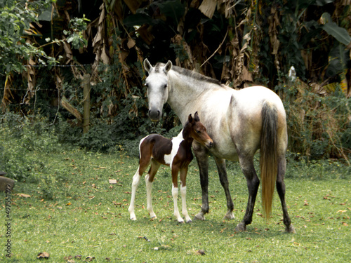 newborn foal and mother pictures