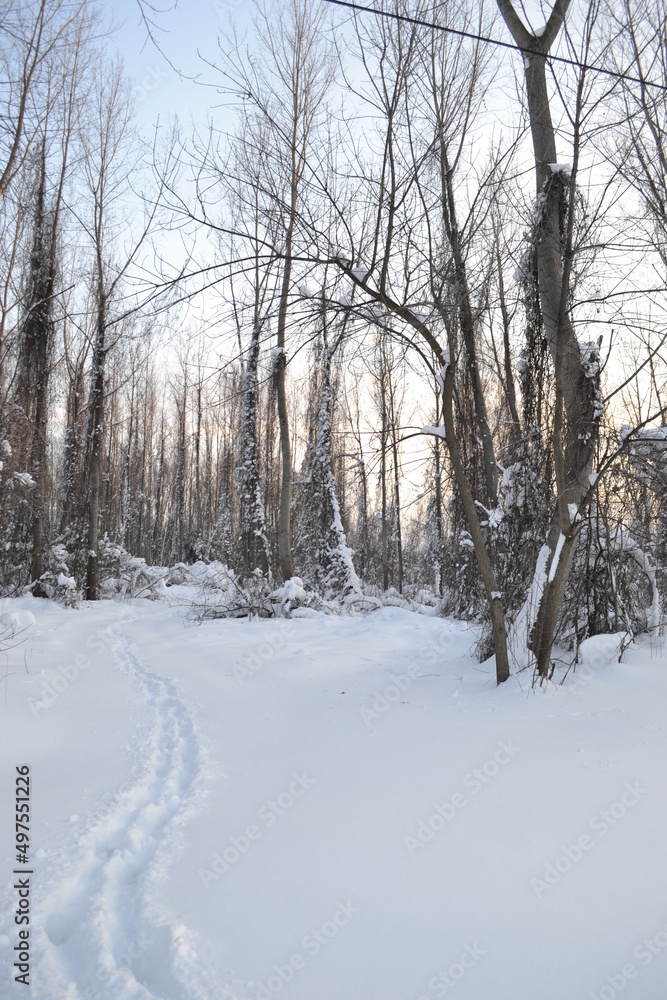 Forest in winter, covered with snow. Forest in winter, covered with snow.