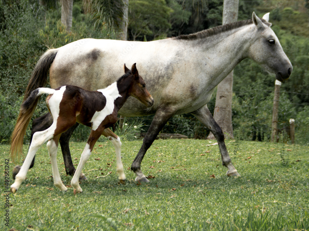 newborn foal and mother pictures newborn foal and mother pictures