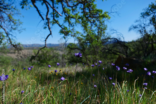 Wild flowers at Berryessa snow mountain national monument photo