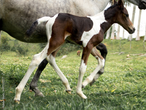 Fotografia newborn foal and mother pictures
