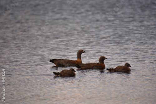 Family of ashy-headed geese in the Moquehue lake in Neuquen, Argentina photo