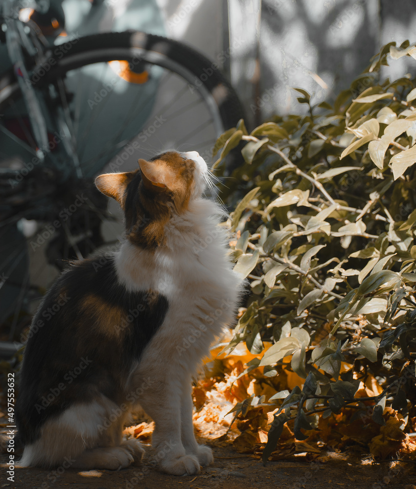 Gata adulta ojos verdes colores blanco café negro mirando luz de atardecer Gata adulta ojos verdes colores blanco café negro mirando luz de atardecer
