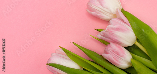 Fototapeta Naklejka Na Ścianę i Meble -  Tulips and a frame on a pink background . Tulips of kopi space. Pink background. Mockup . Space for text. A greeting card. Tulips on a pink background. Spring flowers.