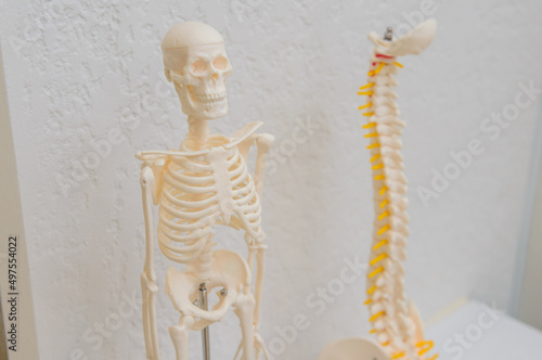 人体骨格模型 骨格標本 医療模型 
