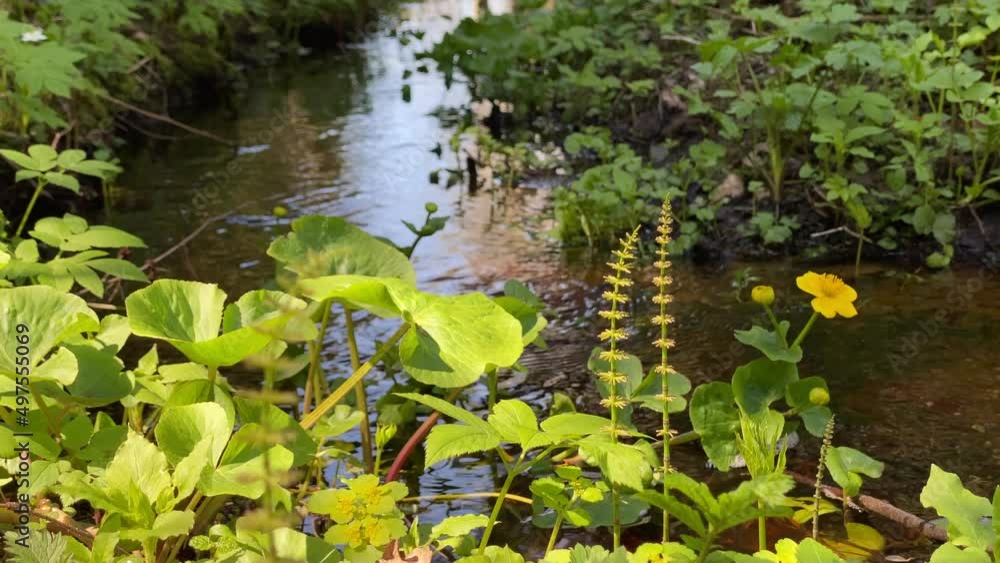 forest stream in spring, close-up of green herbs, leaves and yellow flower on a background of water forest stream in spring, close-up of green herbs, leaves and yellow flower on a background of water