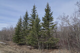 Spruce Trees in a Forest