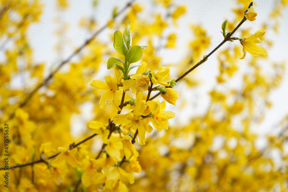 Forsythia shrub blooming in springtime with abstract yellow and white background Forsythia shrub blooming in springtime with abstract yellow and white background