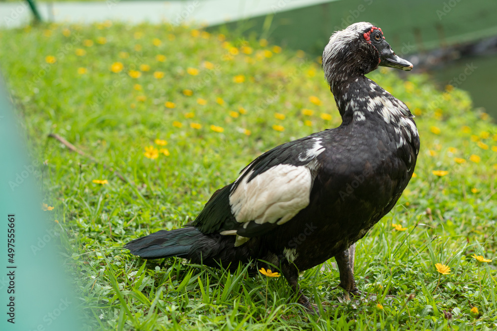 Black Domestic Muscovy duck standing on a green grass looking at the horizon Black Domestic Muscovy duck standing on a green grass looking at the horizon