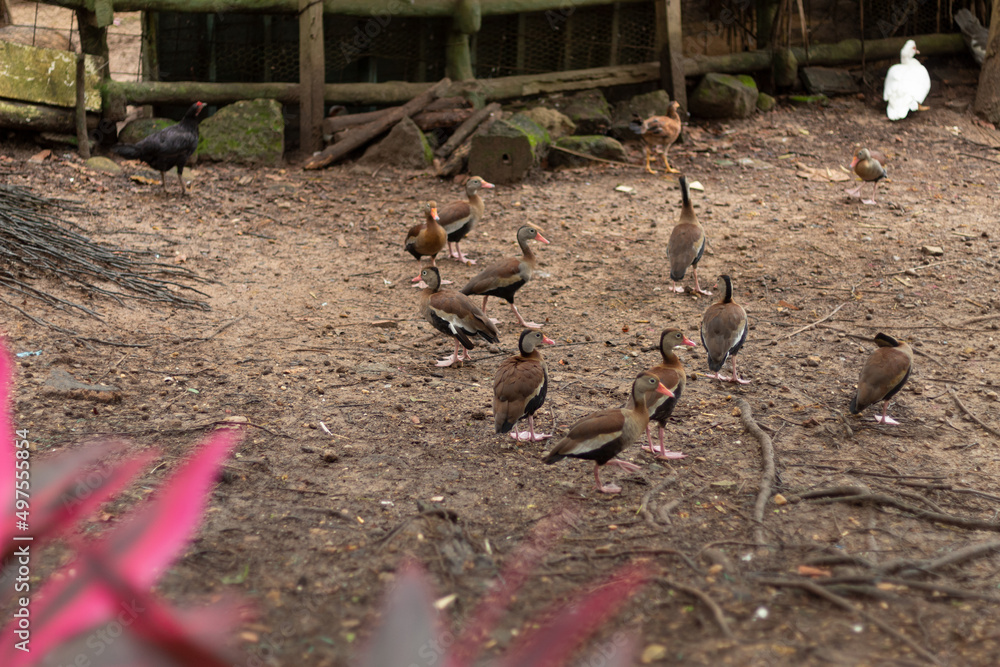 A group of black bellied whistling ducks standing on ground A group of black bellied whistling ducks standing on ground
