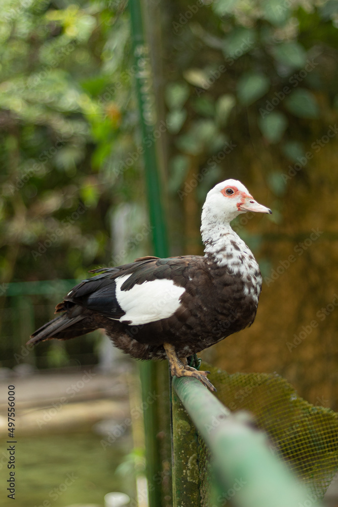 Domestic duck in front of lush vegetation