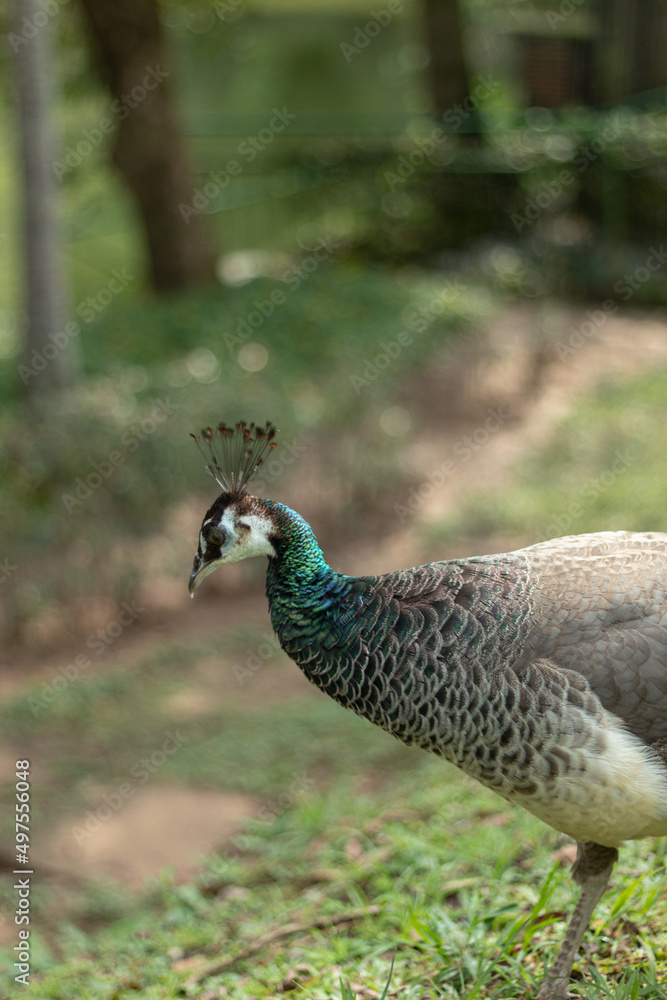 Close up of beautiful peacock in front of lush vegetation Close up of beautiful peacock in front of lush vegetation