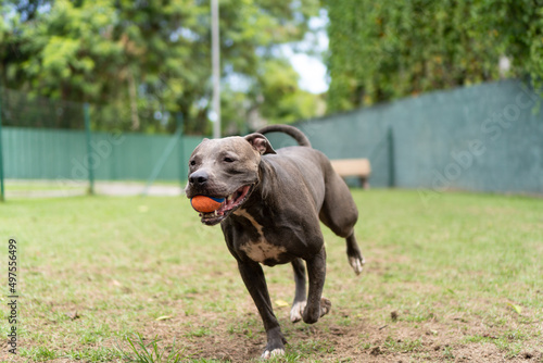 Photography Pit bull dog playing in the park