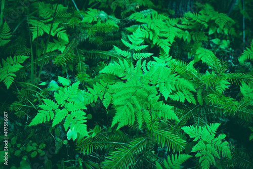 Fern leaves banner. landscape. Fern plants in forest. Fresh green tropical foliage. Organic nature background. Rainforest jungle landscape. Green plants nature wallpaper.