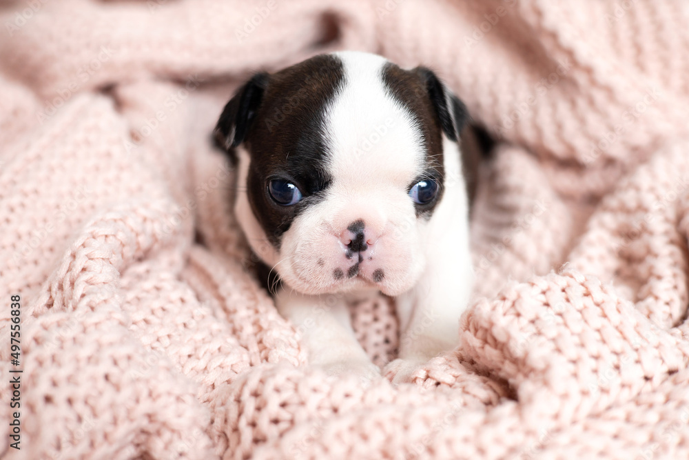 A tiny Boston Terrier puppy lies on a pink knitted blanket. Pets. Dog. Sweet. Cute A tiny Boston Terrier puppy lies on a pink knitted blanket. Pets. Dog. Sweet. Cute