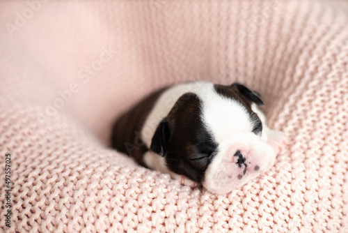 A tiny Boston Terrier puppy sleeps on a pink knitted blanket. Pets. Dog. Sweet. Cute