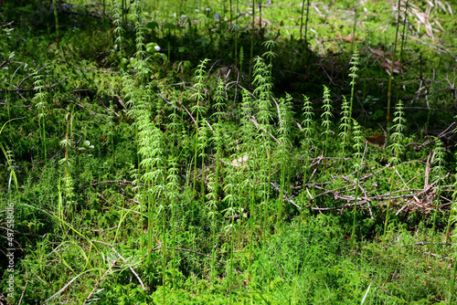 Ancient plant as a background at spring season  called Horsetail
