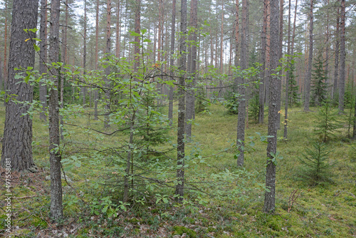 Dark forest with fir and pine trees at the summer