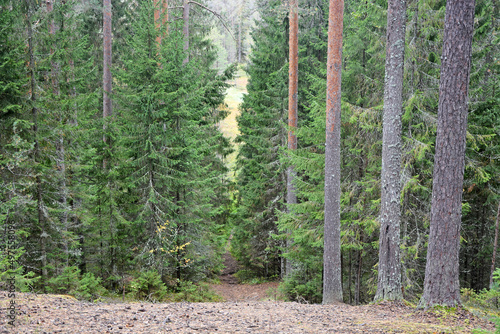Fototapeta Naklejka Na Ścianę i Meble -  Dark forest with fir and pine trees at the summer