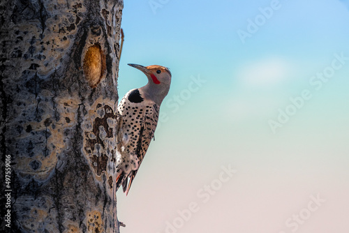 Woodpecker Enjoys Breakfast
