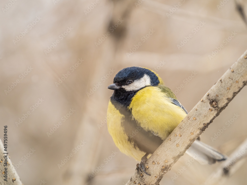 Obraz premium Cute bird Great tit, songbird sitting on a branch without leaves in the autumn or winter.