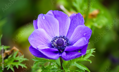 Purple Anemone flower close up. 