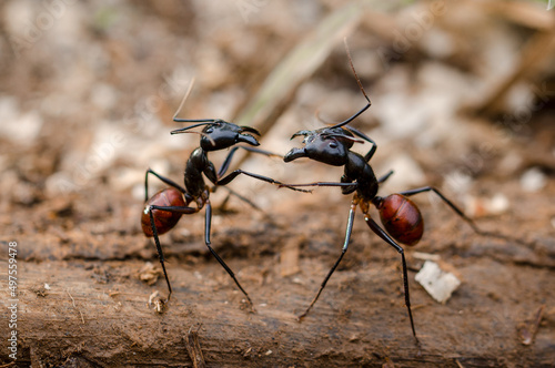 black ant on the ground © Ridwan