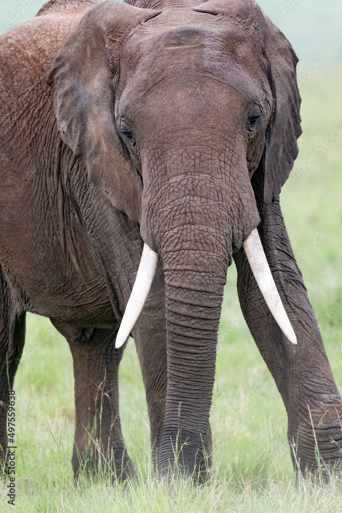 Naklejka premium portrait of a large African elephant