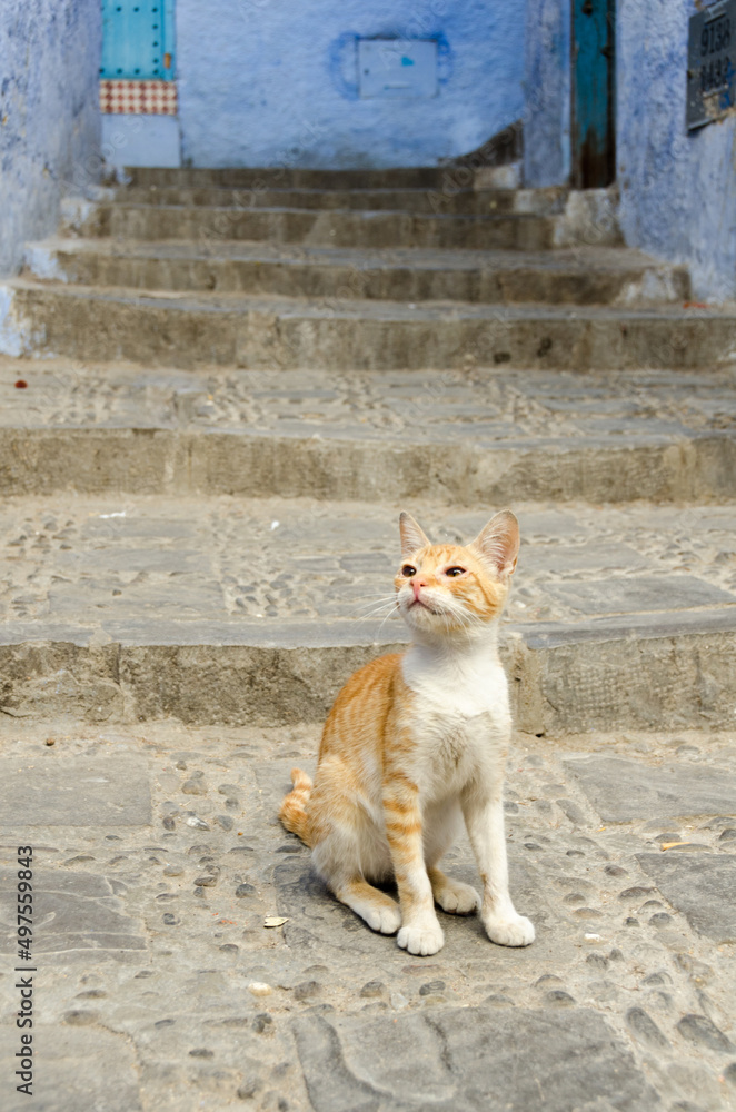 Gato descansando en escaleras en Chaouen, pueblo azul de Marruecos Gato descansando en escaleras en Chaouen, pueblo azul de Marruecos