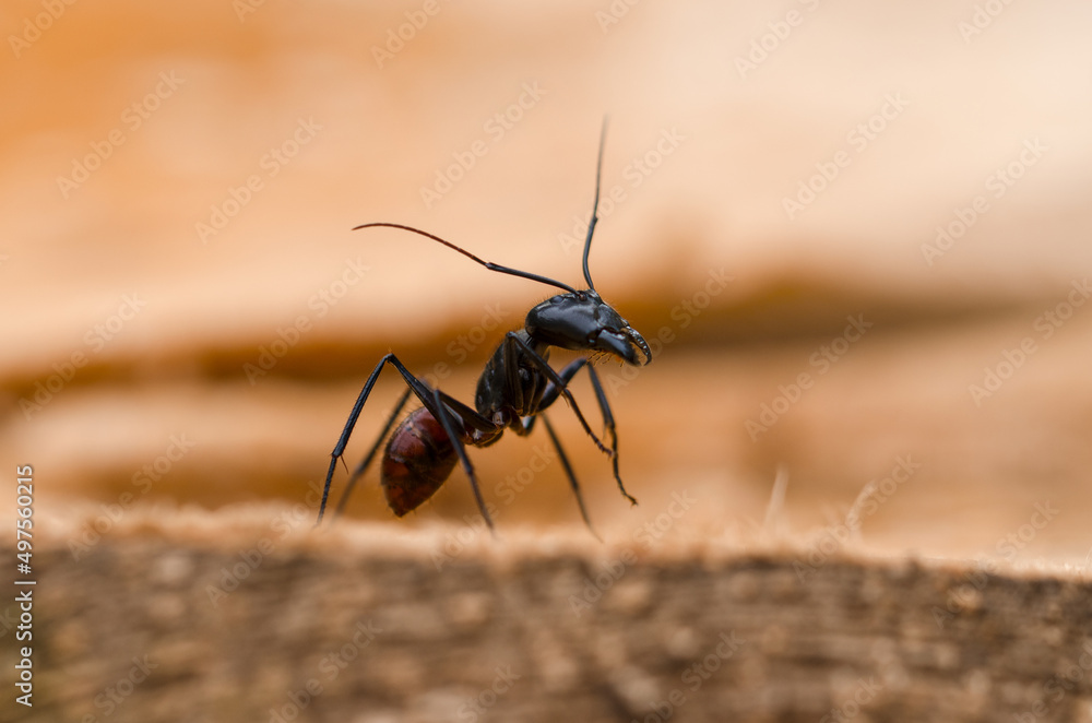 Fototapeta premium ant on the ground