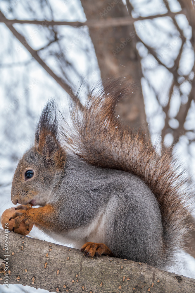 The squirrel with nut sits on tree in the winter or late autumn The squirrel with nut sits on tree in the winter or late autumn