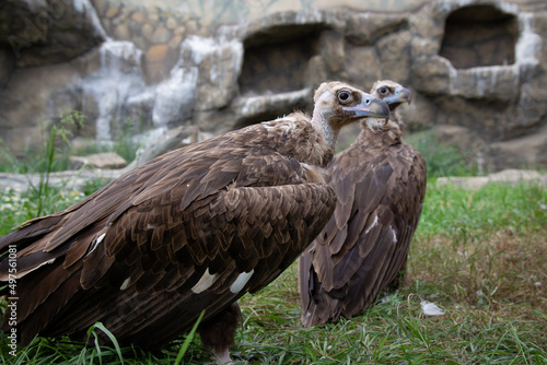 Two Griffon Vultures. Gyps fulvus. Big bird on a background of green grass. Portrait. Wildlife  Africa.