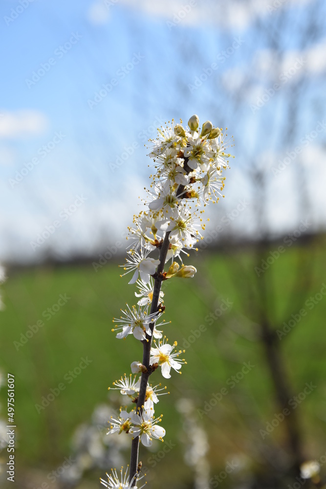Fototapeta premium Beautiful flowering trees in spring