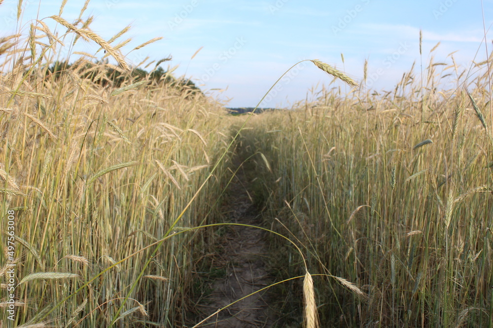 Obraz premium summer as wheat grows rye cereals. A path in a field between fields of wheat. Growing grain bread