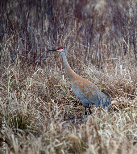 Sandhill Crane