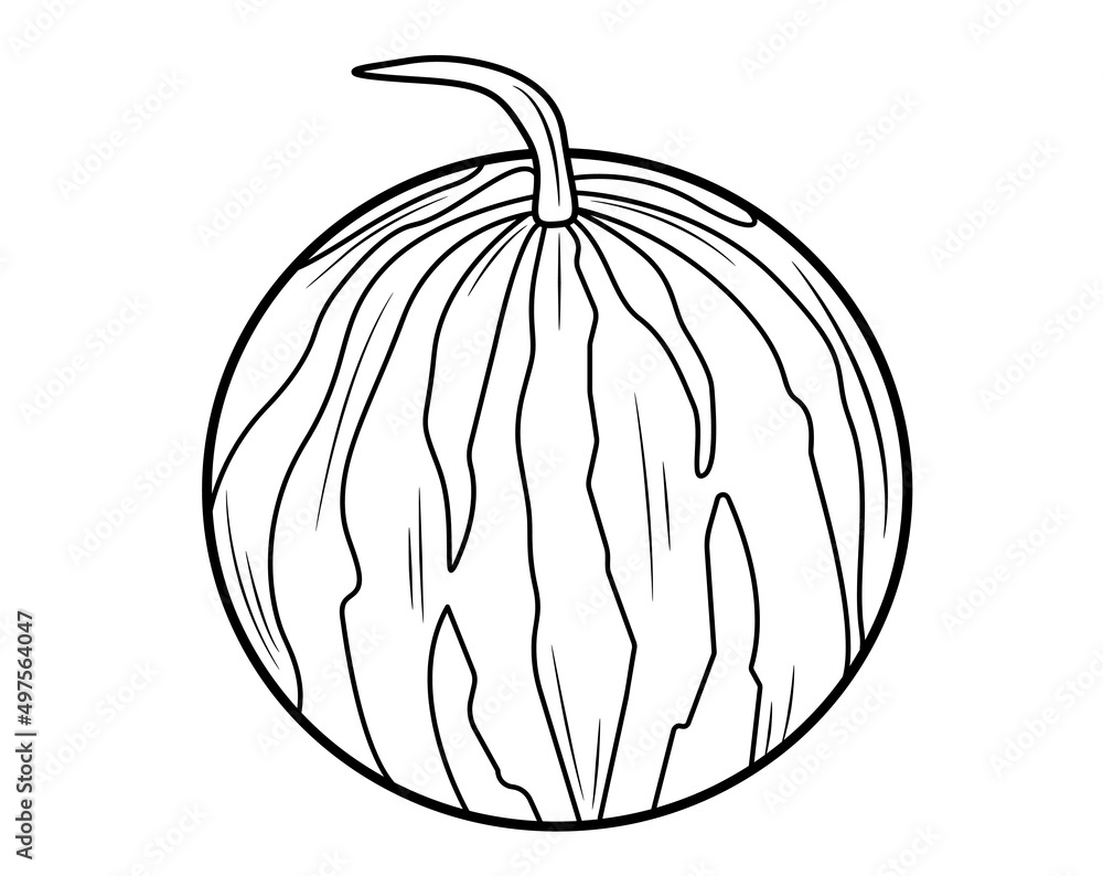 Watermelon in isolate on a white background. Vector illustration