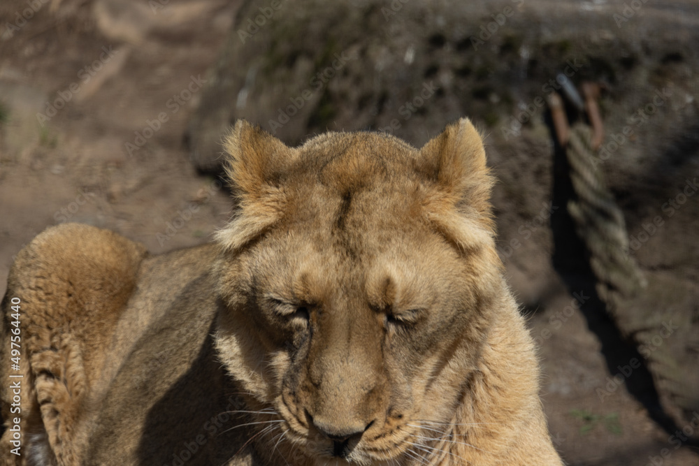 Naklejka premium A lioness lies comfortably on the ground and observes her surroundings. The lions sleep about 20 hours a day. Panthera leo persica.