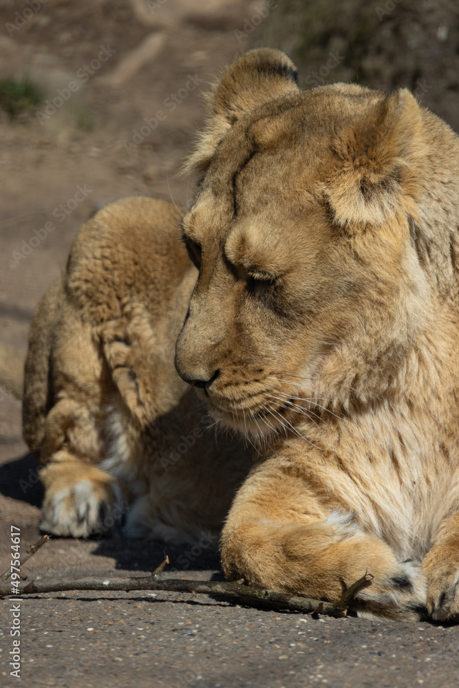 A lioness lies comfortably on the ground and observes her surroundings. The lions sleep about 20 hours a day. Panthera leo persica. A lioness lies comfortably on the ground and observes her surroundings. The lions sleep about 20 hours a day. Panthera leo persica.