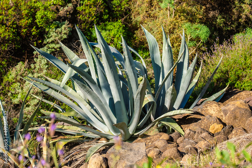 Aloe vera plants grow wild in a ravine on the Canary Island of Tenerife. This magnificent aloe vera on a rocky barranco. Tenerife is home to this valuable medicinal plant. © Guillermo Enrique