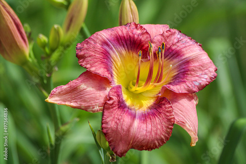 Closeup of the Hemerocallis 'Little Grapette' Daylily. photo