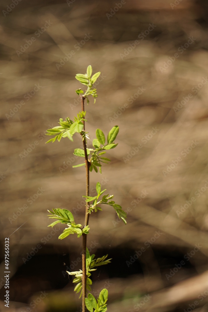 Fototapeta premium Pflanze