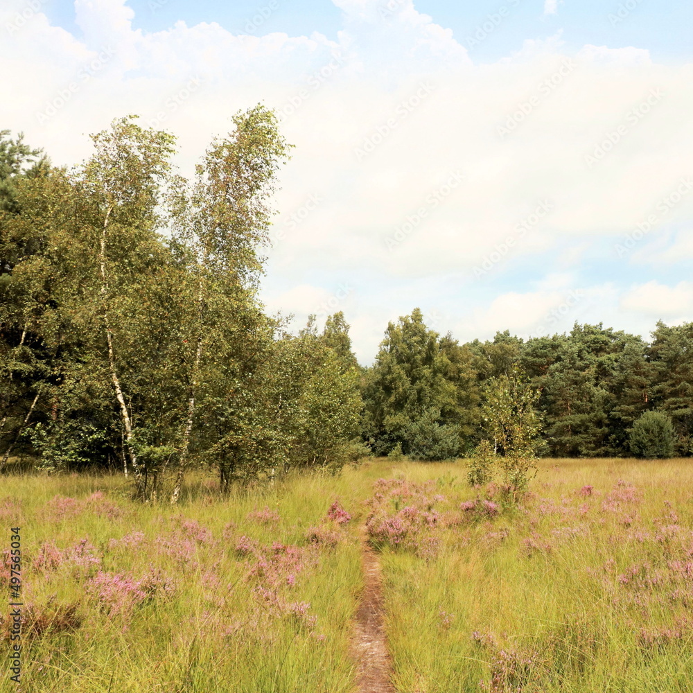 nature in cross border park the Zoom and Kalmthout heath in Belgium, the Netherlands