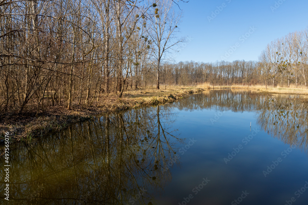 Spring landscape with water. Willows grow around the water.