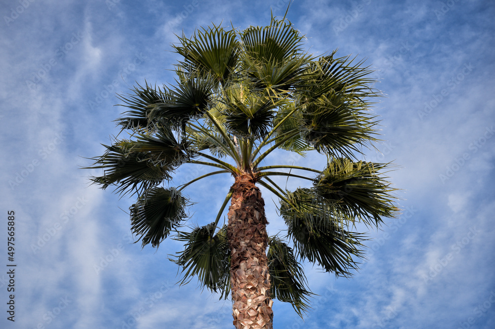 Fototapeta premium palm tree against blue sky