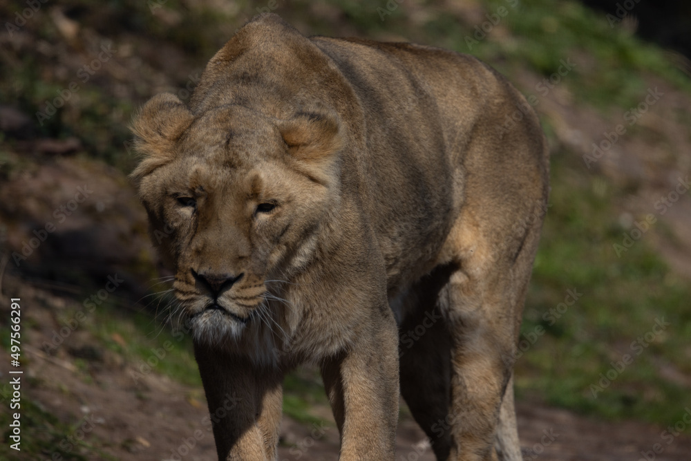 A lion walks comfortably through the steppe landscape and watches the other animals to plan an attack so that he can eat something again. A lion walks comfortably through the steppe landscape and watches the other animals to plan an attack so that he can eat something again.