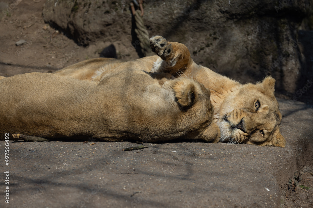 Naklejka premium Two lionesses, also called Panthera leo persica, lie on a rock and cuddle with each other. They look so cute together.